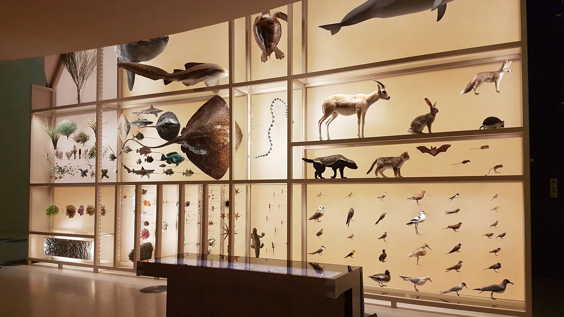 National Museum of Qatar